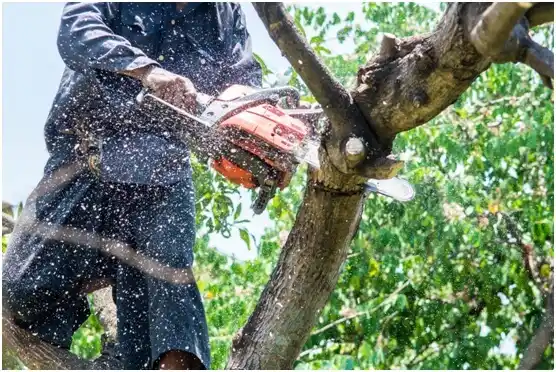 tree services Helper